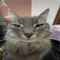 hi_p