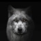 Dwolf