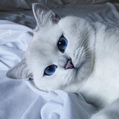 FlareonFoxy