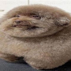 felix