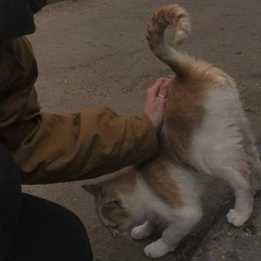 marmalade