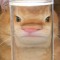 dexy.png