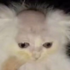 Sir