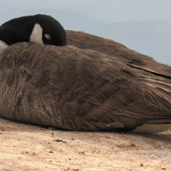 The Sleeping Goose