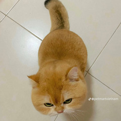 lh