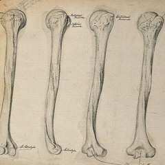 Bone Confectioner
