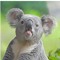 koala stove