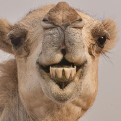 Ca$h Camel