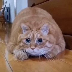 FatCat