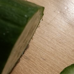 nfk