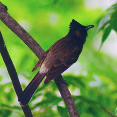 Dashain Tihar- Sugam Pokhrel