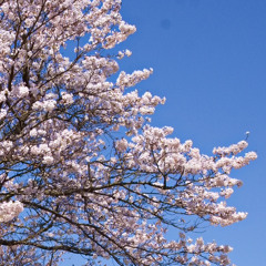 oisiipoteto