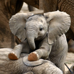 FlyingElephants
