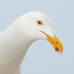 Tayo