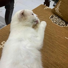Ng Quyet Thang