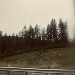 pine trees in a blue grey winter