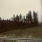 pine trees in a blue grey winter