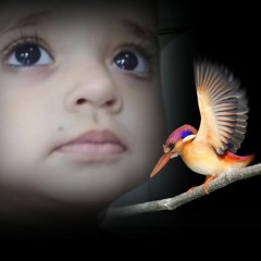 ardil awan