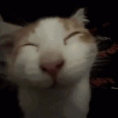 Funny Feline