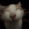Funny Feline