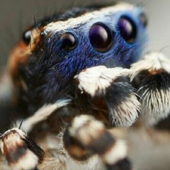 A_simple_spooder