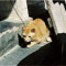 hyen_3_