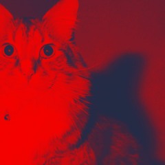 LittleKitty