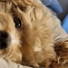 도산대로파브르