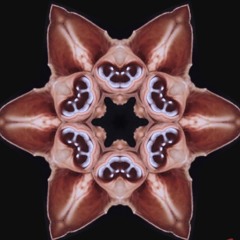 Kelly Callebaut