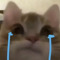 Cún