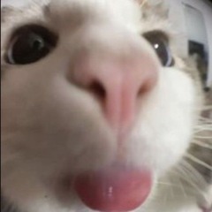 vingocanh
