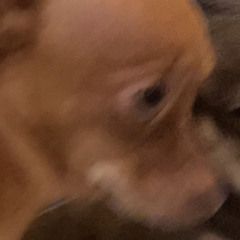 derpy fooly
