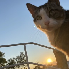 almighty Roo