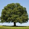 Oak Tree