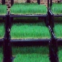 xrgrass