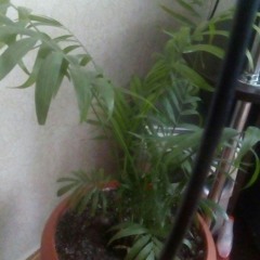 Колін   Королева ).mp3