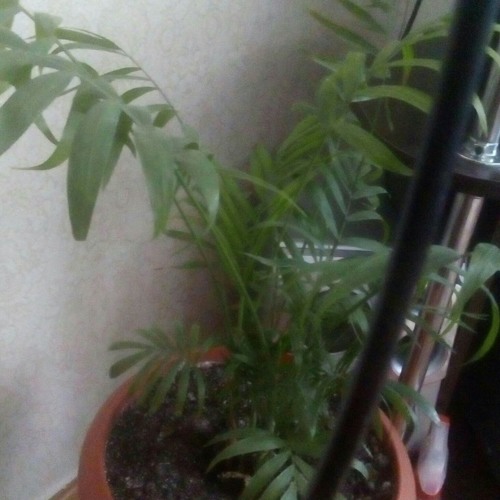 Колін   Королева ).mp3