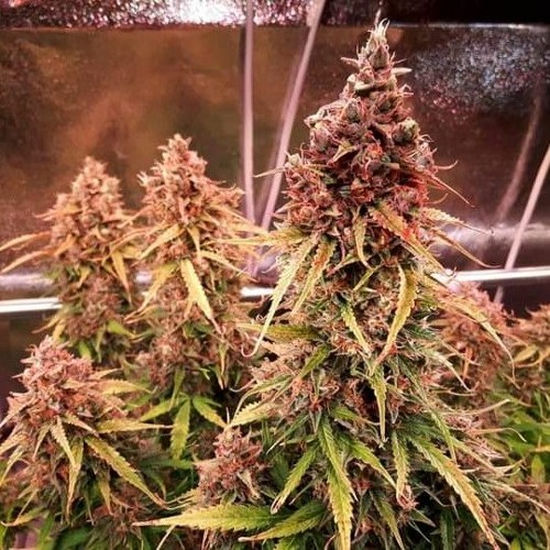 Stream Miuleen Mallarme music | Listen to songs, albums, playlists for