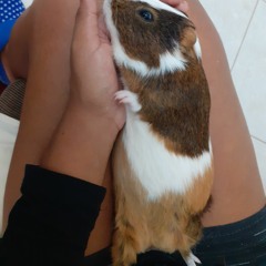 Marcela