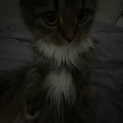 lilynia