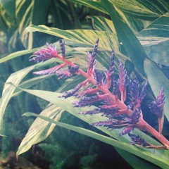 Kornelija Matijošaitytė