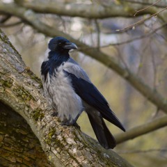 Mykola-Marian "Yan" Sokolovsky