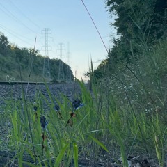 bluemountainflower