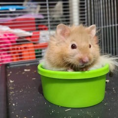 Terrible CHAOS Castles (Terrible vs CHAOS vs Castles) - MUST DIE! & SVDDEN DEATH