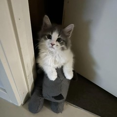 lmorr