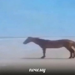 Zadneprivodnoe_chmo
