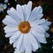 Kholoud Hammad