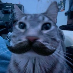 Mr. Fluffy boy