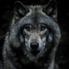 Wolves