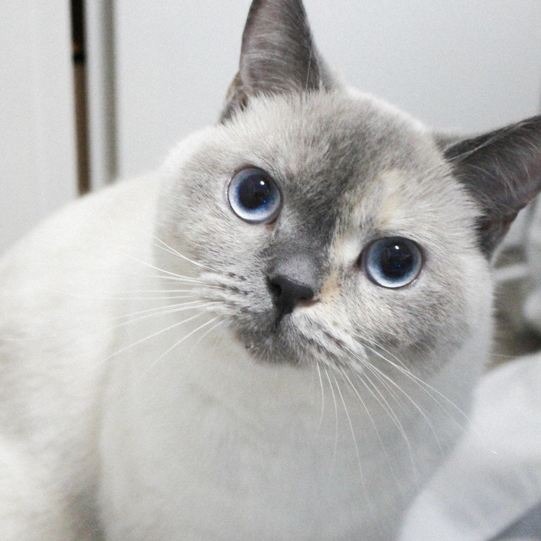 Stream とろろ music | Listen to songs, albums, playlists for free